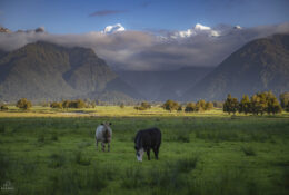 New Zealand 2025 (2 group) (43/84)